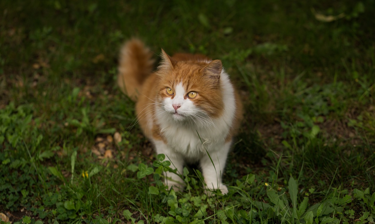 猫晚上不愿进屋？风水与行为学揭秘最新解决方案